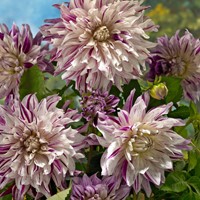Dahlia Bristol Stripe - Dahlia dinnerplate