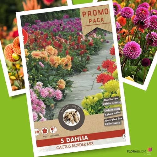 Dahlia Cactus Border MIx - Dahlien Mischung