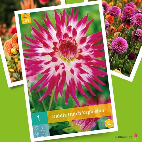 Kaktusdahlie Dutch Explosion