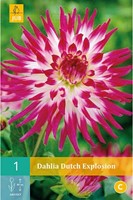 Kaktusdahlie Dutch Explosion-2