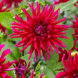 Dahlien Kaktus Orfeo