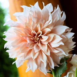 Dahlia Dinnerplate Café au Lait