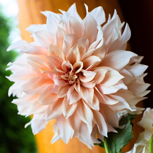 Dahlien Dinnerplate Café au Lait