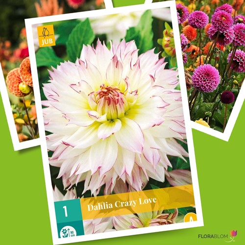 Dahlia Crazy Love - Dahlie
