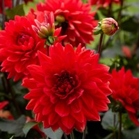 Dahlia Decoratief Garden Wonder