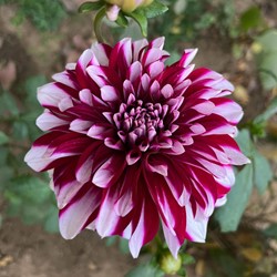 Dahlia Decoratief Mystery Day
