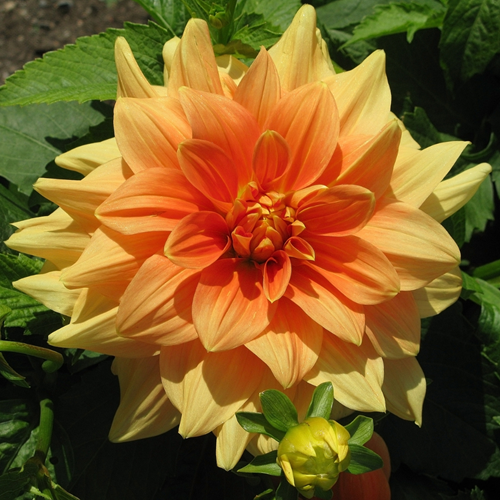 Schmuckdahlie Orange Glorie van Noordwijk