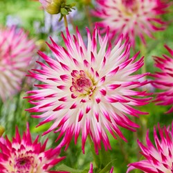 Kaktusdahlie Dutch Explosion