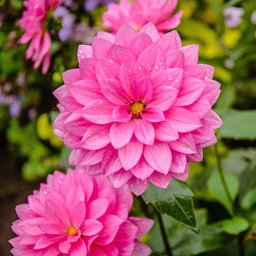 Dahlia Fascination - Dahlie