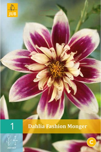 Dahlie Fashion Monger-2