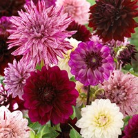 Dahlia Fernanda Mix