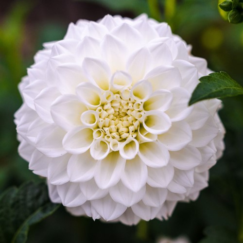 Schmunckdahlie Dinnerplate Fleurel
