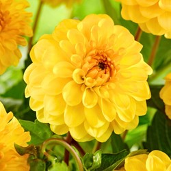 Dahlia Pompon Geel - Dahlia golden scepter