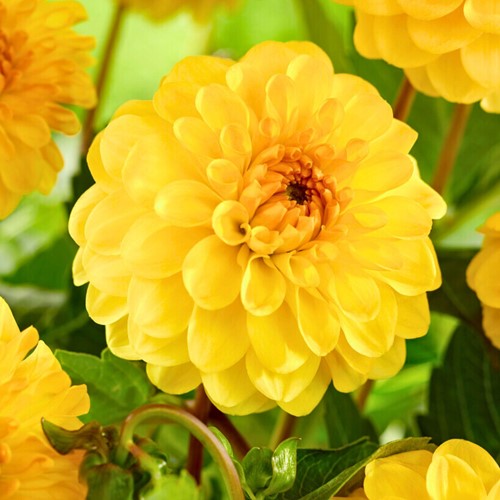 Dahlien Pompon Gelb - Dahlia golden scepter