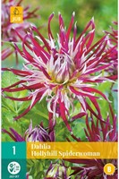 Dahlia Hollyhill Spiderwoman - Dahlia cactus-2