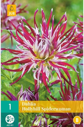 Dahlia Hollyhill Spiderwoman - Dahlia cactus-2