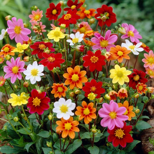Dahlia Isabella Mix - Topmix