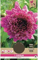 Dahlia anemoonbloemig Mambo-2