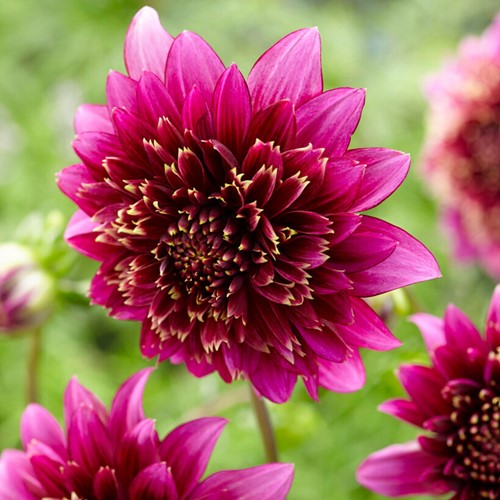 Dahlia anemoonbloemig Mambo