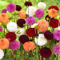 Dahlie Pompon Mix - Dahlia