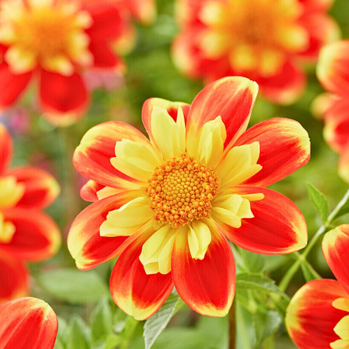Dahlia Pooh - Dahlie