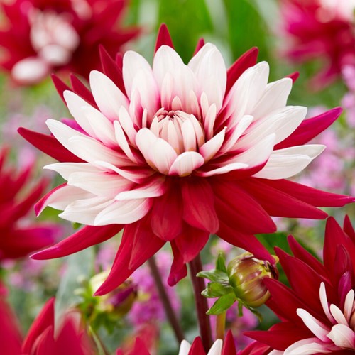 Schmuckdahlie Rebecca's world - Dahlia hortensis