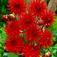 Dahlia Red Pigmy – Semi-Kaktus-Dahlie