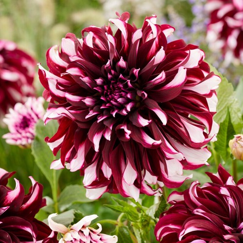 Dahlie Tartan - Dahlia dinnerplate