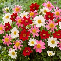Dahlia Topmix Mix
