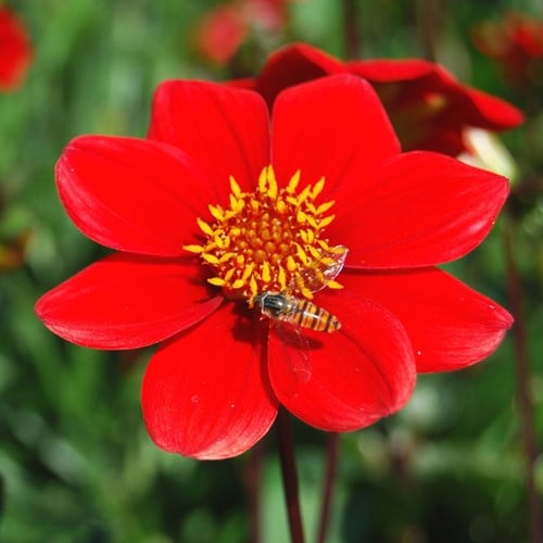 DahlieTopmischung Rot