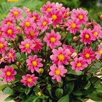 Dahlie Topmischung Rosa - Dahlia topmix