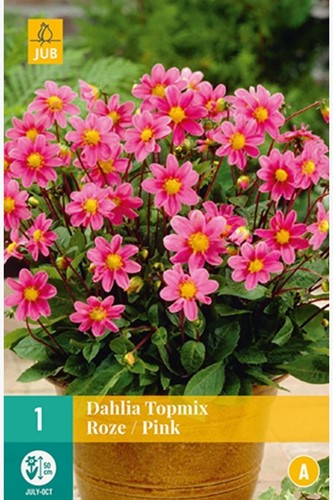 Dahlie Topmischung Rosa - Dahlia topmix-2