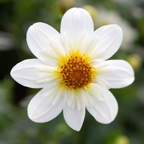 Dahlie Topmischung Weiß - Dahlia topmix