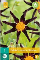 Dahlie Verrone’s Obsidian - Dahlia orchid-2