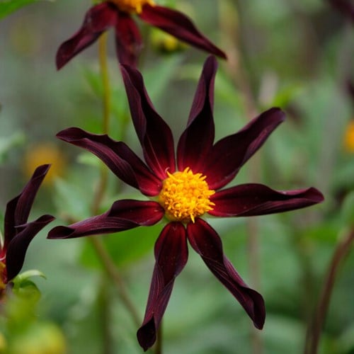 Dahlie Verrone’s Obsidian - Dahlia orchid
