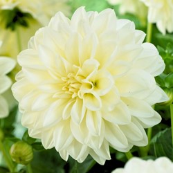 Dahlia Wit Fleurel - Dahlia  decoratief