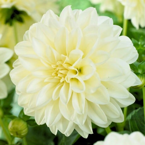 Schmuckdahlie Weiß - Dahlia Fleurel