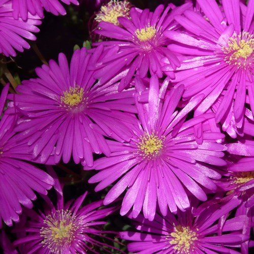 Mittagsblume - Delosperma cooperi