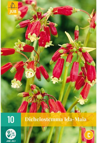 Dichelostemma Ida-Maia - Feuerwerksblume