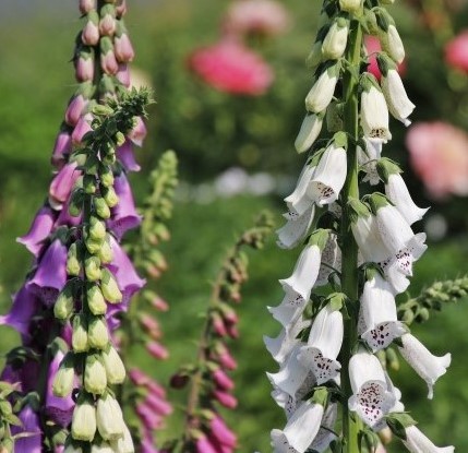 Digitalis purpurea Gloxiniiflora - Roter Fingerhut