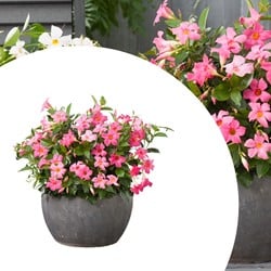 Mandevilla / Dipladenia - Trichterblüte Rosa (Topfpflanze)