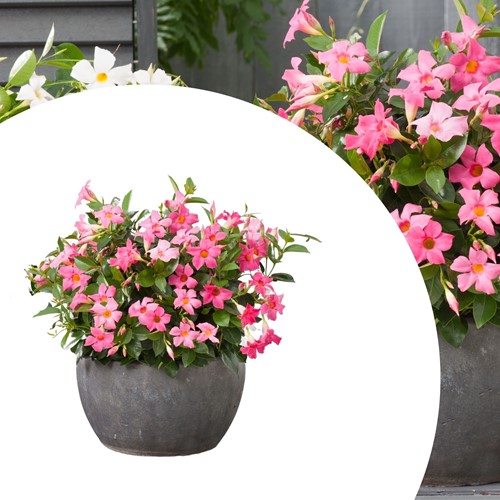 Mandevilla / Dipladenia - Trichterblüte Rosa (Topfpflanze)