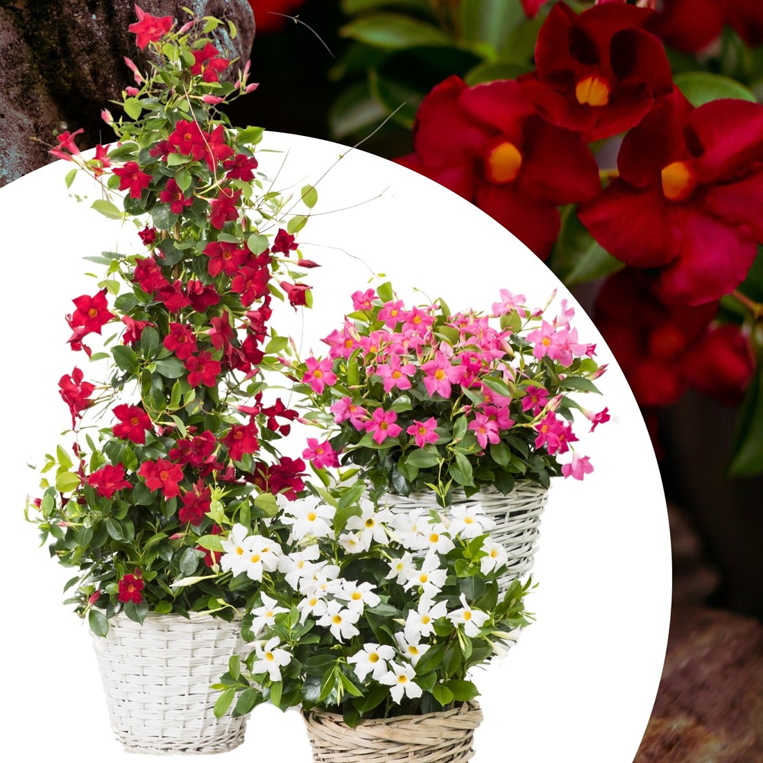 Mandevilla / Dipladenia Mix kaufen? Einfach online bestellen  Gartencenter  Koeman