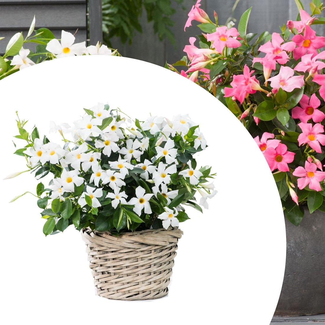 Dipladenia Weiss kaufen? Einfach online bestellen  Gartencenter Koeman