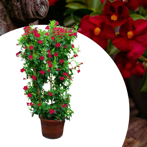 Mandevilla / Dipladenia - Trichterblüte Rot