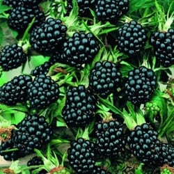Dornenlose Brombeere - Rubus ulmifolius