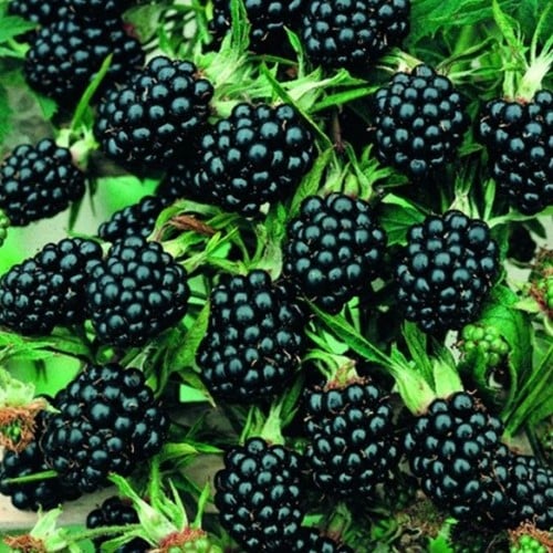 Dornenlose Brombeere - Rubus ulmifolius