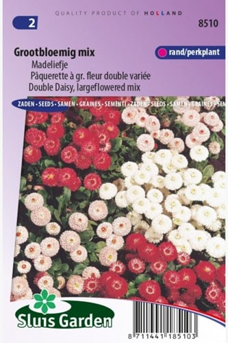 Gänseblümchen großblumige Mischung Bellis Perennis