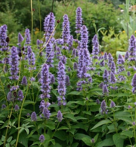 Duftnessel Black Adder - Agastache