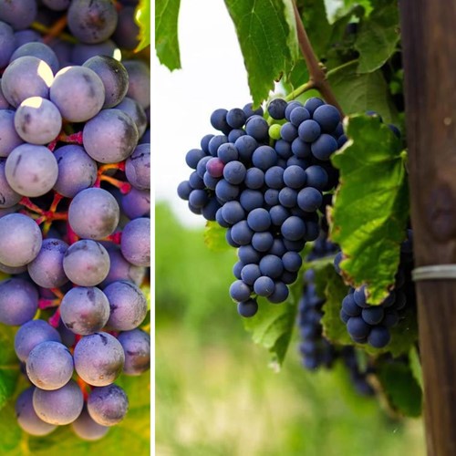 Weinrebe Rembrandt - Vitis vinifera